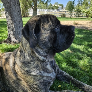 Fundraising Page: Snickers Smith